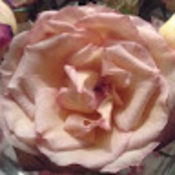 annettemrose